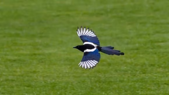  Nuôi chim rất cần kỹ lưỡng và gia chủ phải có thời gian cho chúng bởi thế trước khi nuôi chim bạn cần xác định xem mình có đủ thời gian và biết cách chăm sóc không, tránh tình trạng nuôi để chim chết trong nhà thì lại rất kỵ.