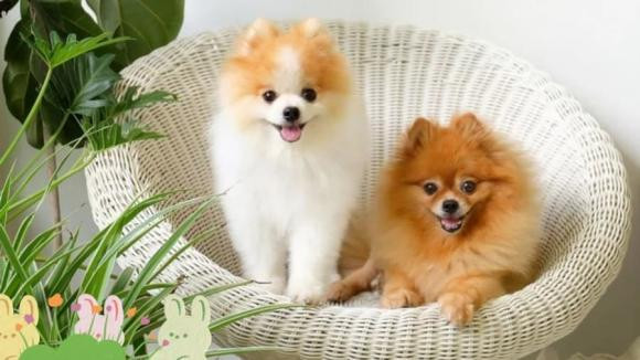  Người xưa từng nói chó đến nhà thì giàu... nên nuôi chó cũng mang lại vận may cho gia chủ. Chó trong phong thủy thuộc hành Thổ, vì vậy những người mạng Mộc nuôi chó sẽ rất tốt. Ngoài ra những gia chủ tuổi Mão, Dần cũng rất thích hợp nuôi vật nuôi này. Những gia chủ tuổi Tý, Hợi thì không nên nuôi.