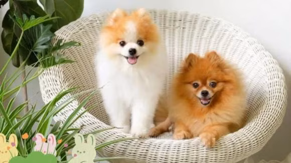  Người xưa từng nói chó đến nhà thì giàu... nên nuôi chó cũng mang lại vận may cho gia chủ. Chó trong phong thủy thuộc hành Thổ, vì vậy những người mạng Mộc nuôi chó sẽ rất tốt. Ngoài ra những gia chủ tuổi Mão, Dần cũng rất thích hợp nuôi vật nuôi này. Những gia chủ tuổi Tý, Hợi thì không nên nuôi.