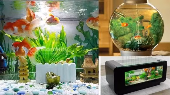  Cá mang lại sinh khí cho ngôi nhà: Bể cá cảnh tạo ra yếu tố thủy trong nhà mà thủy quản tài tức mang lại tài lộc cho gia chủ. Bể cá cảnh hợp phong thủy giúp mang lại may mắn, và tạo cảm giác thư thái cho gia chủ. 