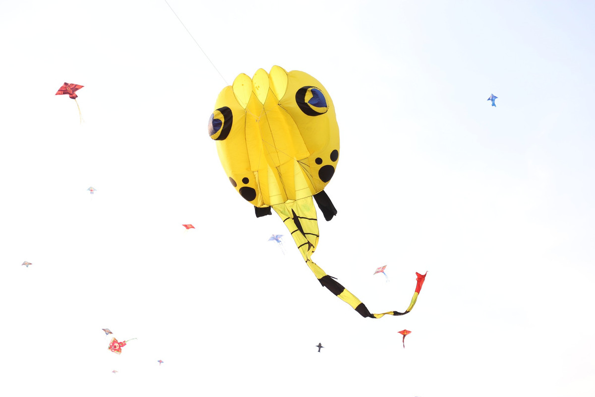 Một chú diều với kích cỡ rất lớn được chủ nhân thả lên bầu trời.