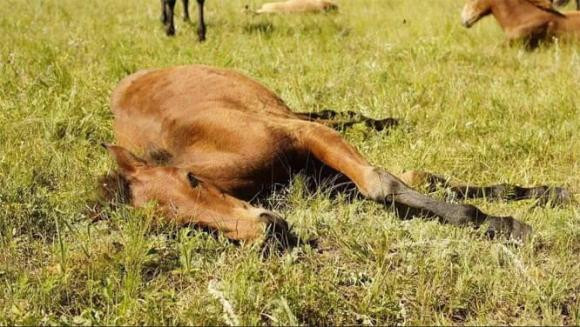 Tai sao ngua khong bao gio nam ​​ngay ca khi ngu?-Hinh-2