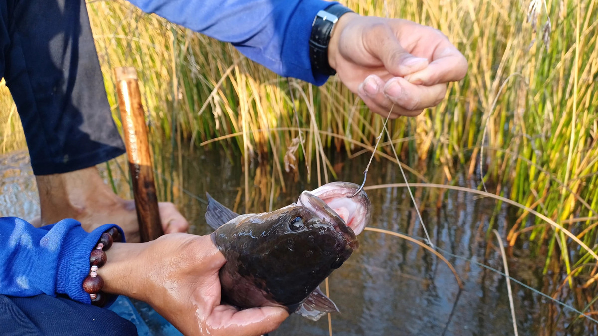 Sau Tet, nong dan Ca Mau tha cau bat ca loc dong thu ve nua trieu/ngay-Hinh-5