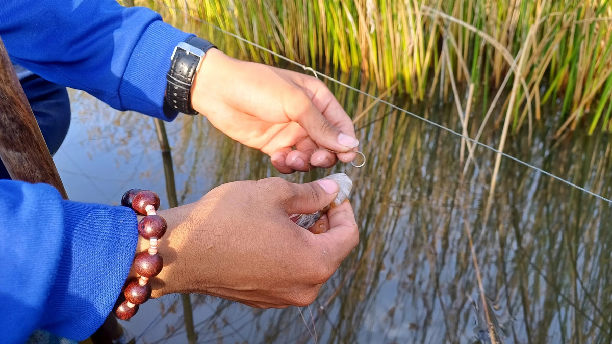 Sau Tet, nong dan Ca Mau tha cau bat ca loc dong thu ve nua trieu/ngay-Hinh-2