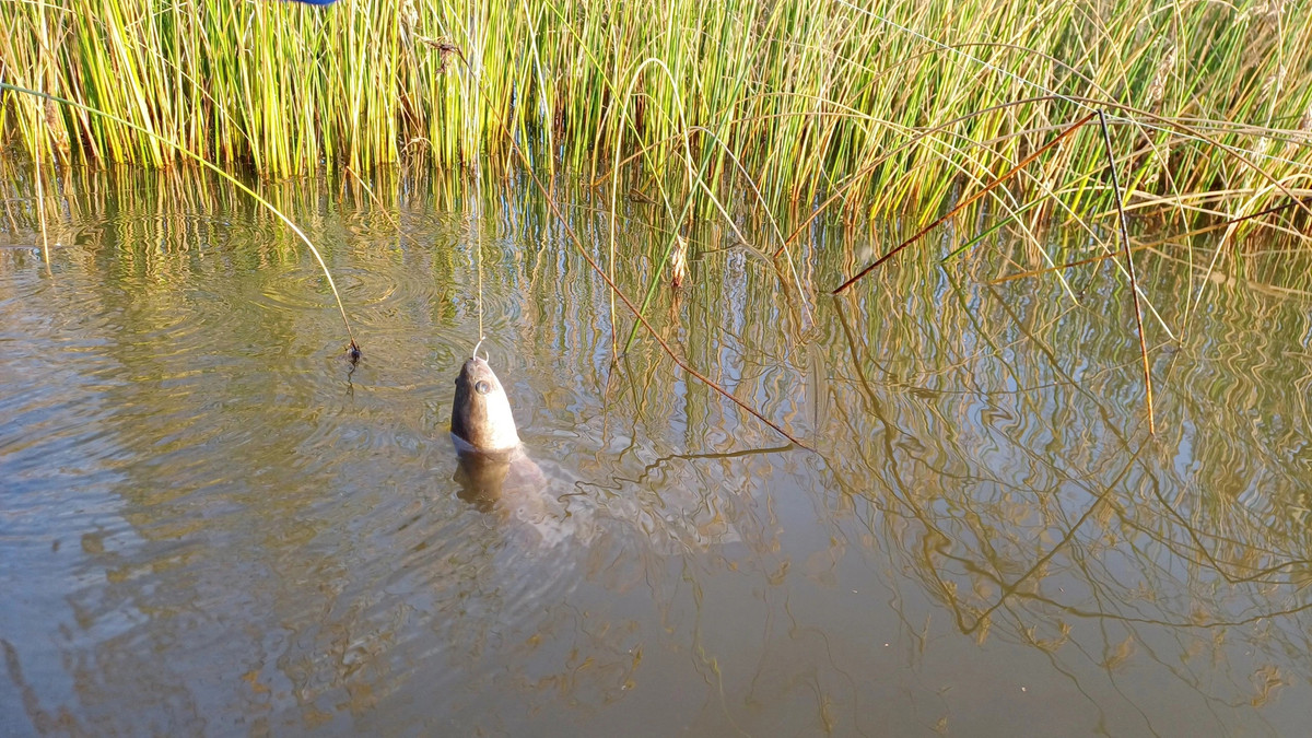 Sau Tet, nong dan Ca Mau tha cau bat ca loc dong thu ve nua trieu/ngay-Hinh-4