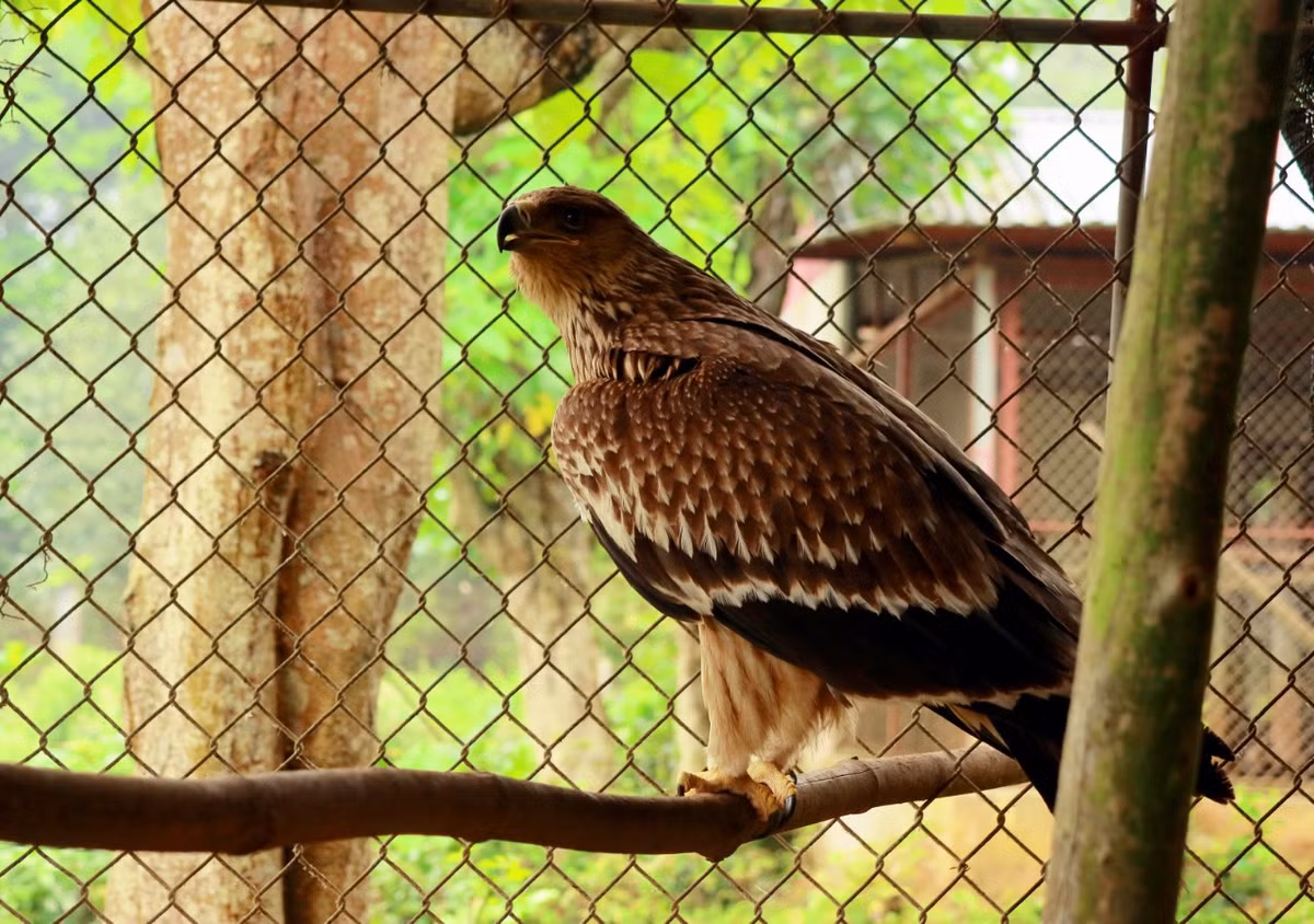 Con chim “chua te bau troi” da duoc tai tha ve tu nhien-Hinh-3