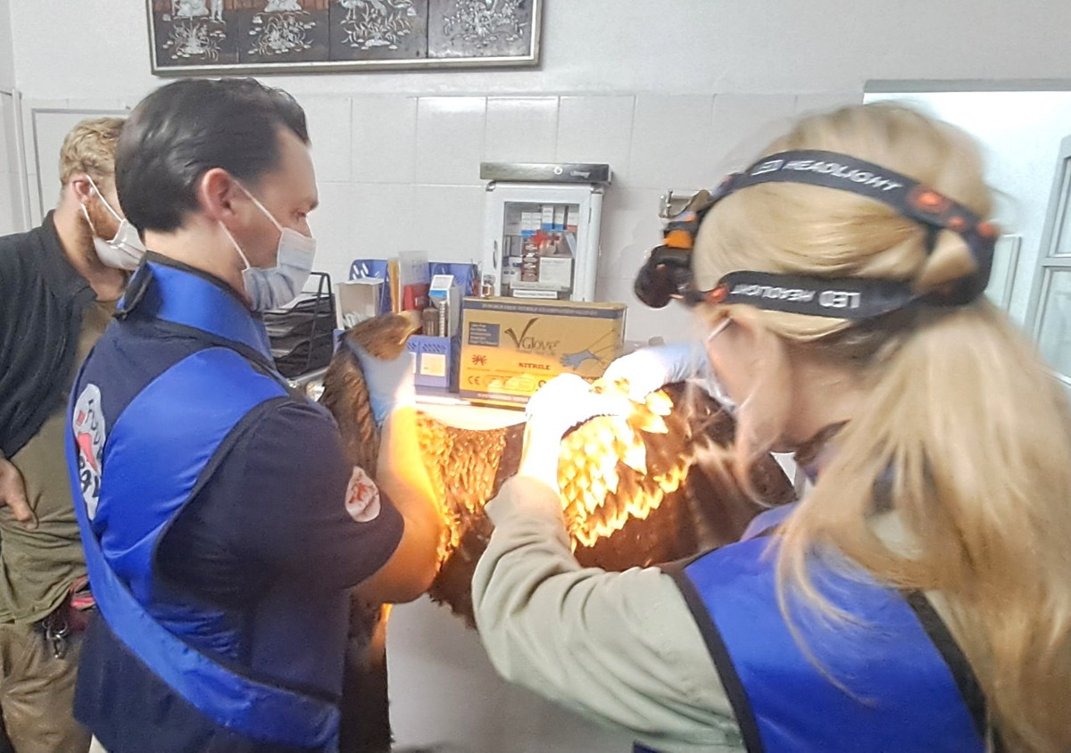 Con chim “chua te bau troi” da duoc tai tha ve tu nhien-Hinh-4