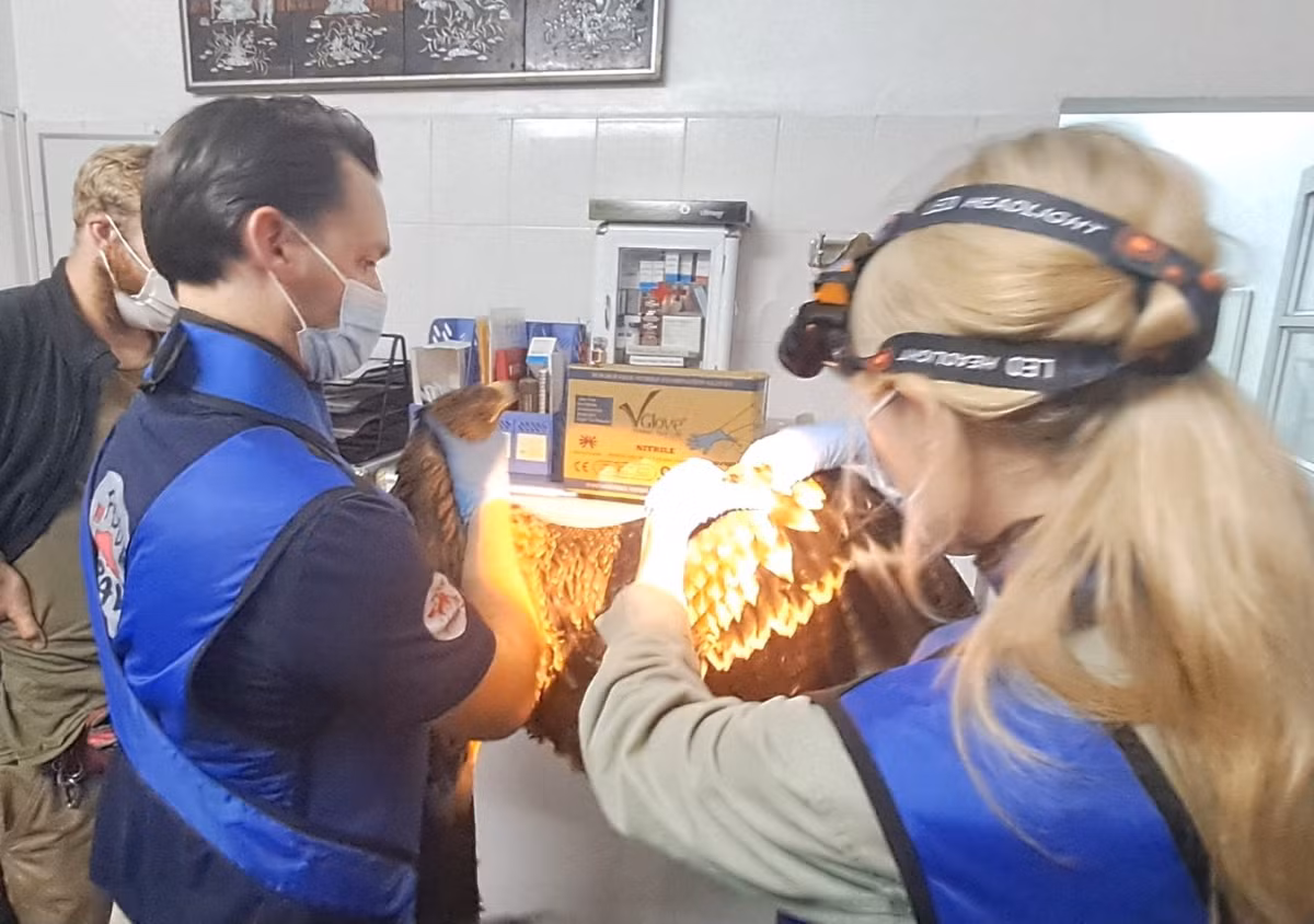 Con chim “chua te bau troi” da duoc tai tha ve tu nhien-Hinh-4