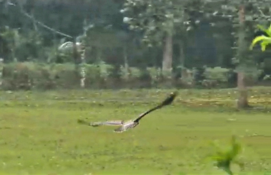 Con chim “chua te bau troi” da duoc tai tha ve tu nhien