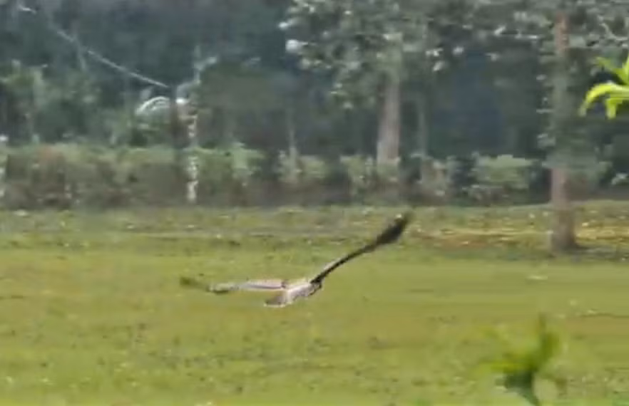 Con chim “chua te bau troi” da duoc tai tha ve tu nhien