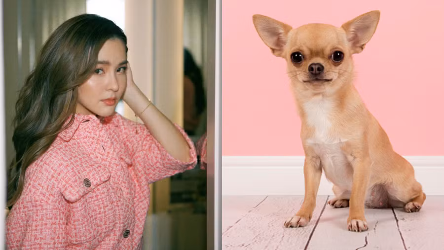 Tuổi Tuất: Trong mắt người xung quanh, tuổi Tuất là con giáp nhiệt tình, dũng cảm và nghị lực, họ luôn tràn trề tinh thần phiêu lưu, dũng cảm tiến về phía trước và không sợ nguy hiểm.