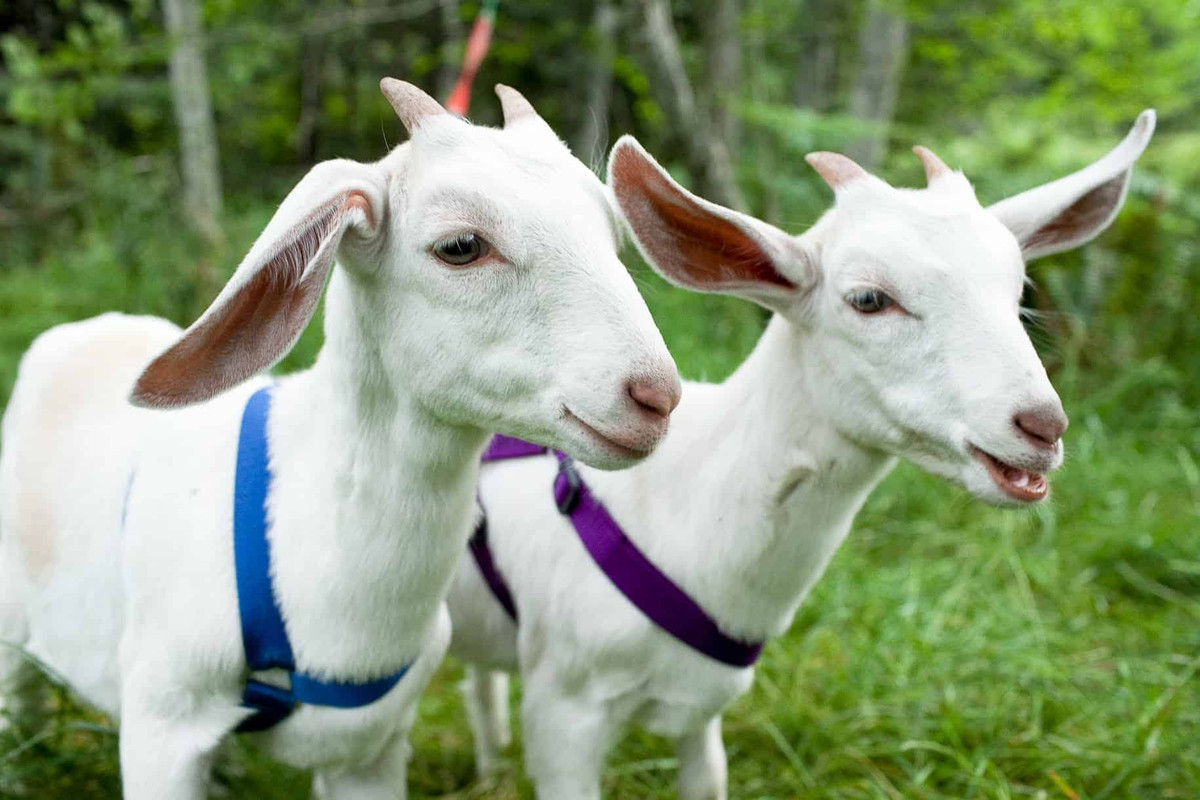 Đa số người tuổi Mùi ngay khi sinh ra đã có phúc tướng, do vậy các cô gái không nên buồn bã nếu sở hữu thân hình đầy đặn. Nhân tướng học đã chỉ ra rằng, người càng có da, có thịt thì lại càng có phúc đức.