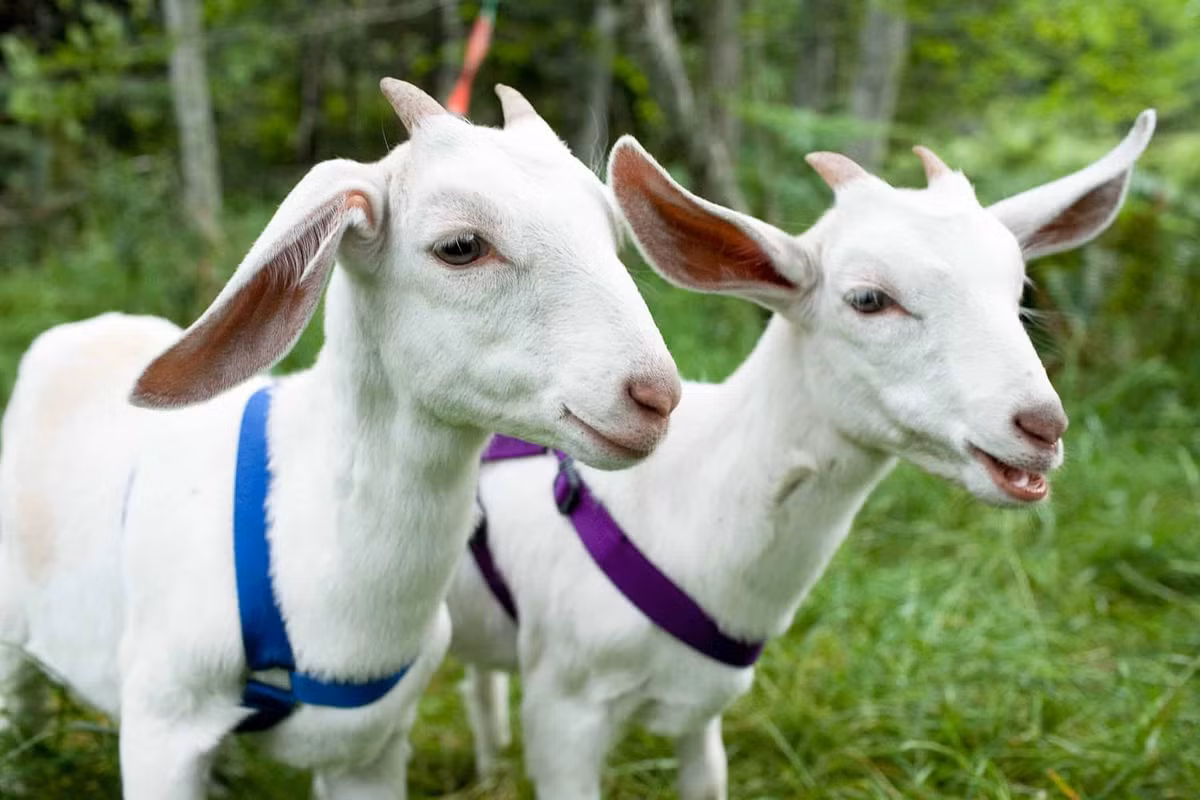  Đa số người tuổi Mùi ngay khi sinh ra đã có phúc tướng, do vậy các cô gái không nên buồn bã nếu sở hữu thân hình đầy đặn. Nhân tướng học đã chỉ ra rằng, người càng có da, có thịt thì lại càng có phúc đức.