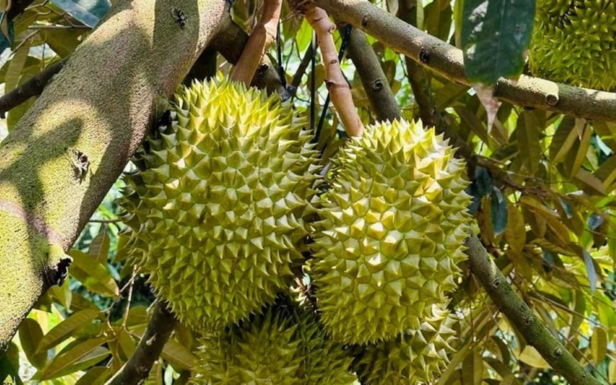 To Tien noi: 'Thanh Minh dung cung 4 qua nay ngoai mo