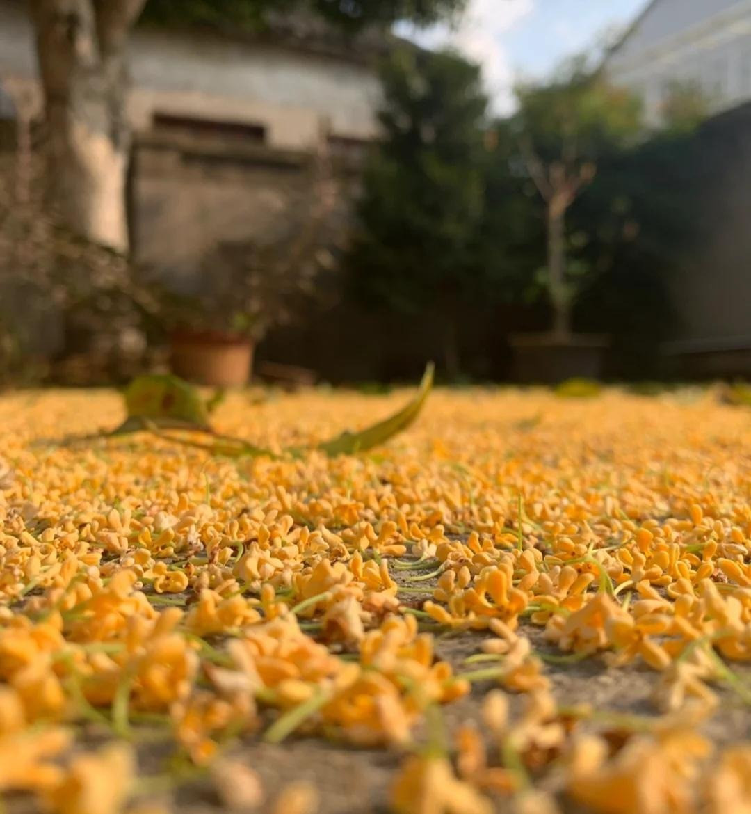  Vào tháng 8 Âm lịch hàng năm, cây cảnh trổ đầy hoa vàng với hương thơm bay xa đến mười dặm. Cây cảnh mộc hương cũng có nhiều loại mộc hương vàng, mộc hương cam, mộc hương trắng.