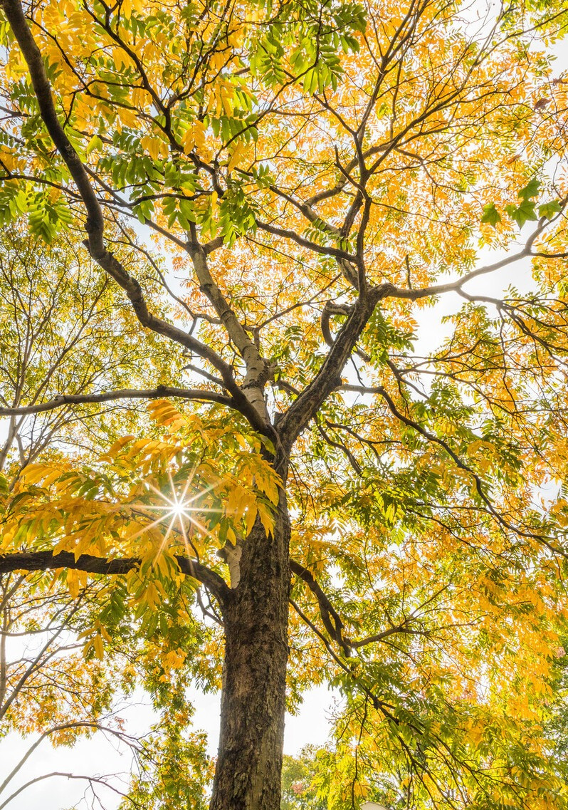  Bồ hòn cũng có mối liên hệ sâu sắc với Phật giáo khi hạt có thể làm thành các chuỗi tràng hạt, càng dùng lâu càng lên nước bóng loáng như ngọc, nên có còn được gọi là hạt bồ đề.