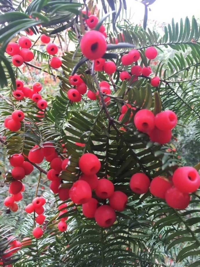 Đây là cây cảnh trường sinh thực sự, mang ý nghĩa về sức khỏe và trường thọ, tượng trưng cho sự kiêu hãnh, sang trọng, quý phái. Do đó, người xưa khuyên nên trồng cây này tại nhà. 