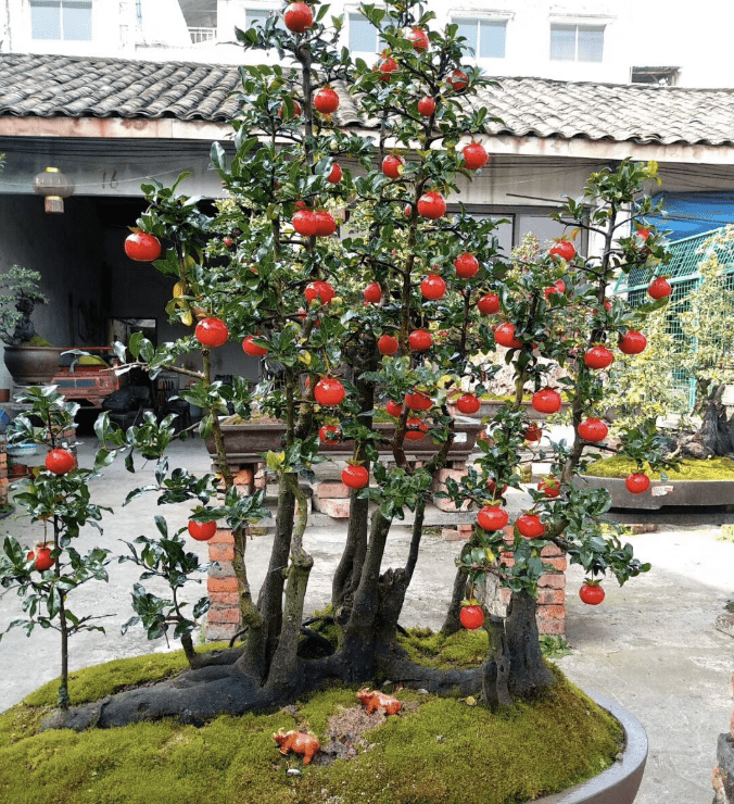 Cây cảnh hồng đá có ý nghĩa là nhiều con cái, nhiều phúc lộc, trường thọ và phú quý, có tác dụng phong thủy tụ tài, thu hút tài lộc, làm ăn phát đạt. Ở một số nơi, nó được người dân địa phương coi là “cây phú quý” có tuổi thọ hàng trăm năm và có thể trở thành “vật gia truyền” của gia đình.