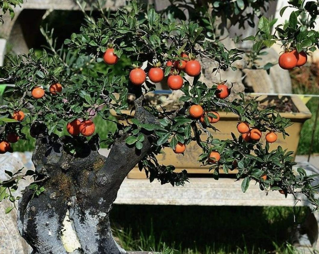  4. Người xưa dặn, trồng hồng đá, trong nhà tụ tài hút lộc: Cây cảnh hồng đá (tên tiếng Anh là Diospyros cathayensis hoặc Cathay persimmon) có giá trị làm cảnh rất cao kể cả khi chúng chỉ có lá, ra hoa hoặc ra quả. 