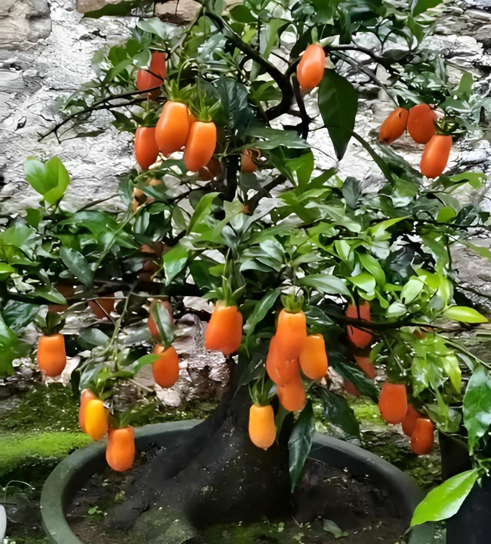 Cây cảnh này có sức sống mạnh mẽ và lá xanh, nhưng thân cây xù xì, khỏe mạnh và thẳng, cong tự nhiên, mang lại cảm giác về sự thăng trầm của thời gian, là cây cảnh bonsai càng già càng có giá trị, đắt hơn vàng. 