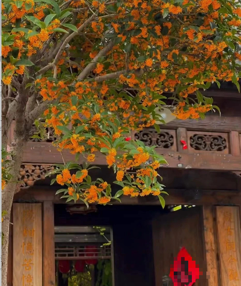 Đây là cây trồng trước nhà phổ biến ở nông thôn xưa, mang ý nghĩa phong thủy rất tốt lành. Theo người xưa, cây cảnh này tượng trưng cho may mắn, tài lộc, phù hợp trồng ở sân hoặc trong nhà.