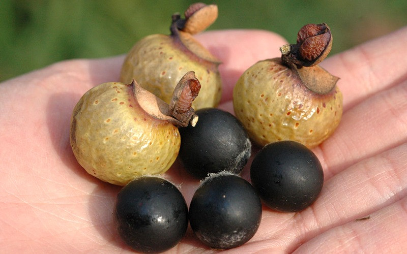  Đây là loài cây rất đẹp với những chiếc lá vàng rực vào khoảng tháng 10, trên cây có đầy những quả cam nhỏ, rất rực rỡ, lễ hội nên còn được gọi là "cây vàng" hay cây hoàng kim.