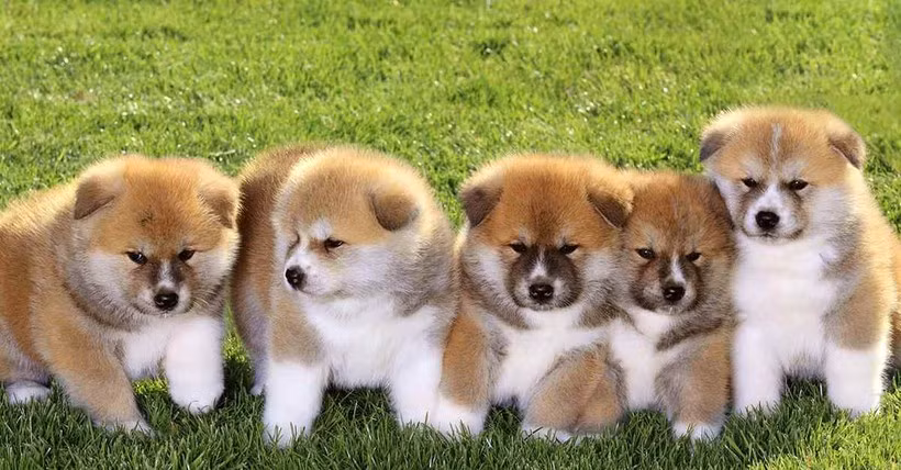 Tuổi Tuất: Tuổi Tuất là những người sống hòa thuận, năng động và dễ mến, sẽ gặp những điều may mắn bất ngờ trong cuộc đời. 