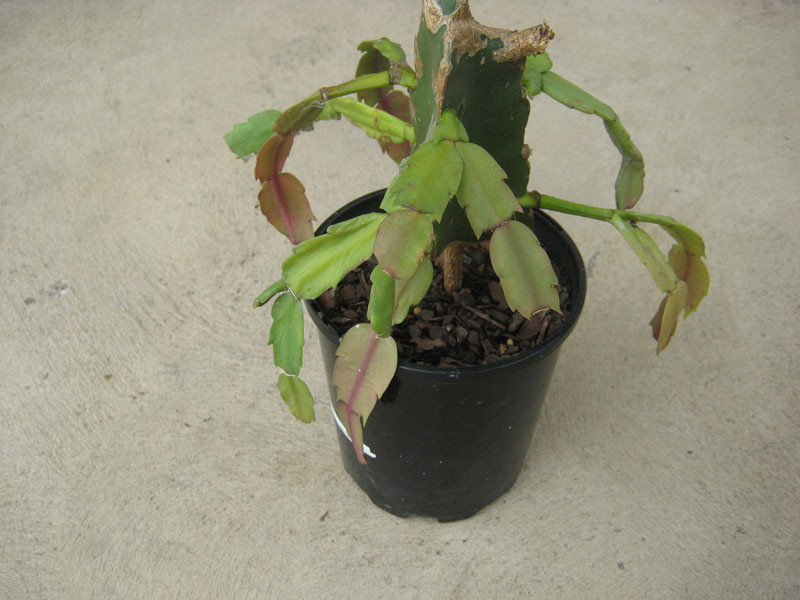  Mùa hè là thời điểm lan càng cua ngủ đông, vì vậy nhiều người thường cắt tỉa cành để cây đỡ bị tiêu hao quá nhiều chất dinh dưỡng, giúp cây sống sót tốt qua mùa hè.