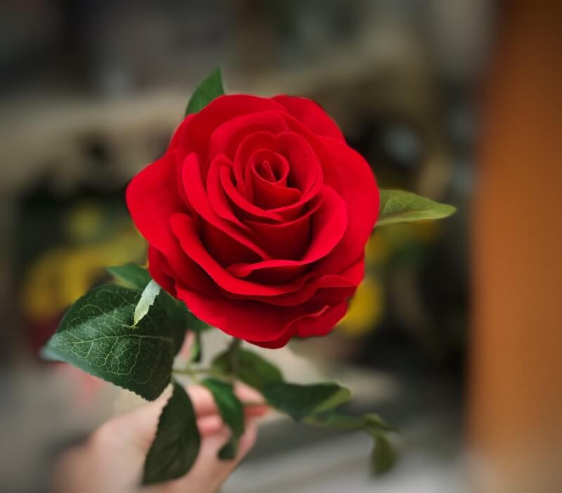 Chúng ta cũng có thể thử cắt vài chậu hoa hồng, khi tỉa hoa hãy để lại cành, chuẩn bị một ít cát hoặc than bùn đá trân châu rồi cắt thêm cành, vì sẽ luôn có một số cây thành công có thể bén rễ và sống sót thuận lợi.