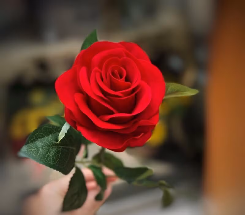 Chúng ta cũng có thể thử cắt vài chậu hoa hồng, khi tỉa hoa hãy để lại cành, chuẩn bị một ít cát hoặc than bùn đá trân châu rồi cắt thêm cành, vì sẽ luôn có một số cây thành công có thể bén rễ và sống sót thuận lợi.