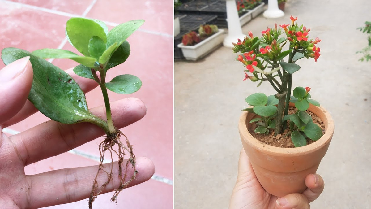Khi đặt ở nơi thoáng mát, thường không quá nửa tháng là cây sẽ bén rễ, phát triển rất nhanh, có bạn thậm chí còn có nụ hoa trong những bông hoa trường thọ mà họ cắt.