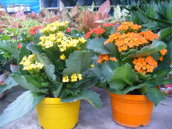  Đặc biệt, trồng hoa trường thọ không tốn diện tích, dễ chăm sóc, dễ chăm sóc và có hoa có nhiều màu sắc, điều quan trọng là dễ nhân giống bằng cách giâm cành.