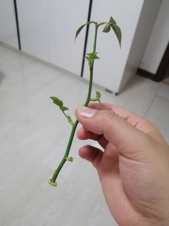 br/> 3. Hoa hồng: Hoa hồng có nhiều hoa, thời gian nở dài, màu sắc tươi sáng và nhiều chủng loại, hoa hồng là một trong những cây hoa không thể thiếu trong nhà nên bạn nên trồng vài chậu hoa hồng trong nhà.