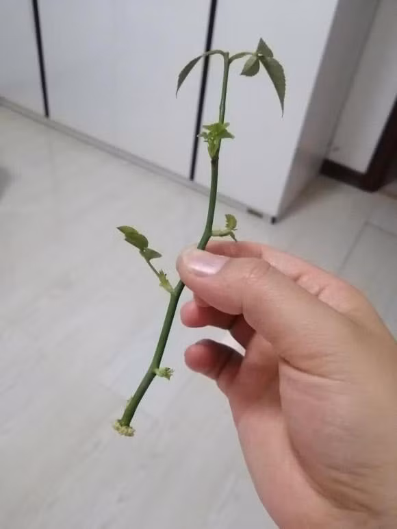 br/> 3. Hoa hồng: Hoa hồng có nhiều hoa, thời gian nở dài, màu sắc tươi sáng và nhiều chủng loại, hoa hồng là một trong những cây hoa không thể thiếu trong nhà nên bạn nên trồng vài chậu hoa hồng trong nhà.