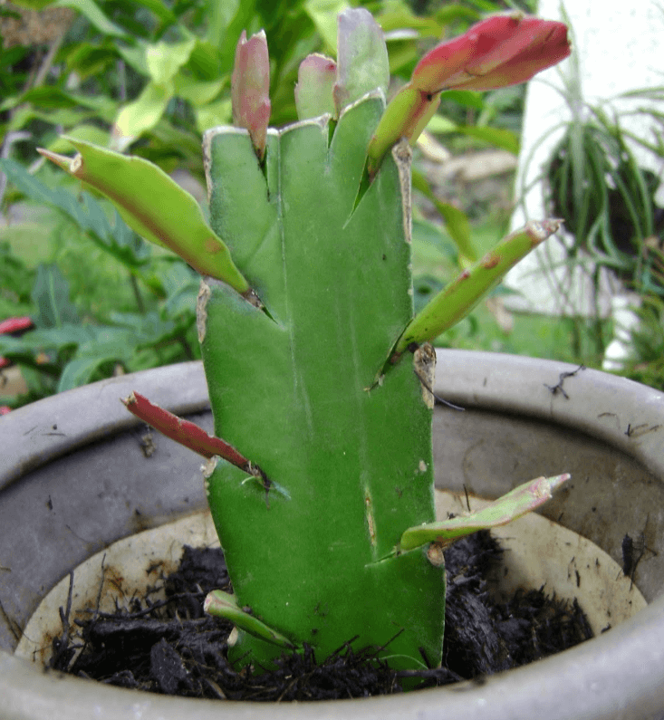  Cách làm: Đầu tiên hãy chọn chiếc lá khỏe mạnh, không bị sâu bệnh rồi đặt trong môi trường mát mẻ từ 1-2 ngày để khô vết cắt. Ngay sau khi vết cắt đã khô, hãy dùng giấy vệ sinh quấn quanh cành, lưu ý không quấn hết mà chỉ quấn khoảng 2/3 cành. 