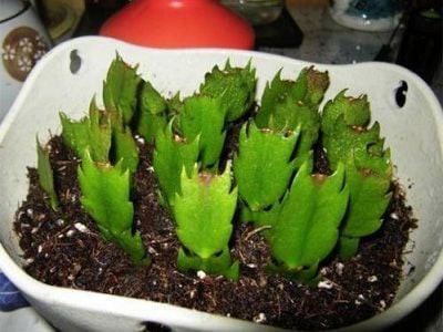  Xịt nước dung dịch kích rễ lên giấy vệ sinh, đặt ở nơi thoáng mát, khoảng 2 tuần là cành lan càng cua sẽ bén rễ.