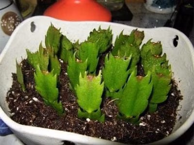  Xịt nước dung dịch kích rễ lên giấy vệ sinh, đặt ở nơi thoáng mát, khoảng 2 tuần là cành lan càng cua sẽ bén rễ.