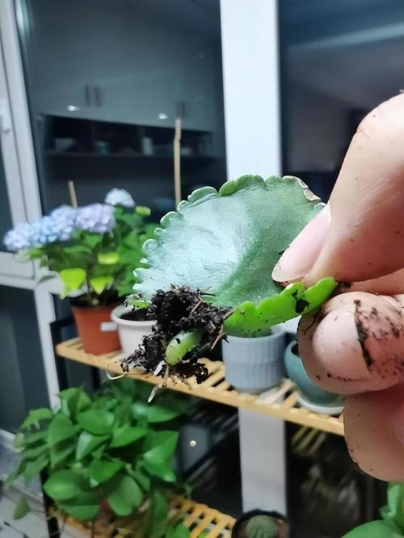 br/> Ở phía dưới tạo một lỗ nhỏ, lấp đầy bằng than bùn vermiculite lỏng và thoáng khí hoặc đất cát khác rồi cắm cành giâm vào đó, nhiệt độ khoảng 20 độ, đất trong chậu phải ẩm nhưng không bị úng. Đừng tưới nước quá nhiều.