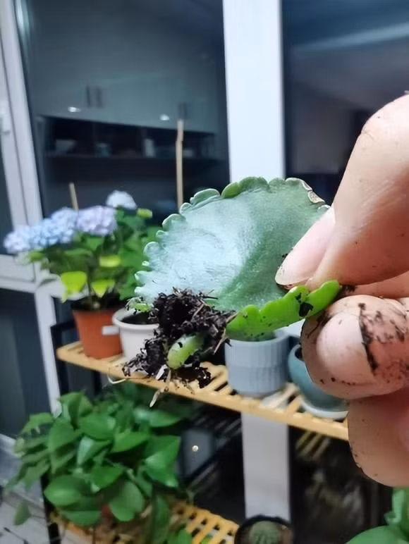 br/> Ở phía dưới tạo một lỗ nhỏ, lấp đầy bằng than bùn vermiculite lỏng và thoáng khí hoặc đất cát khác rồi cắm cành giâm vào đó, nhiệt độ khoảng 20 độ, đất trong chậu phải ẩm nhưng không bị úng. Đừng tưới nước quá nhiều.