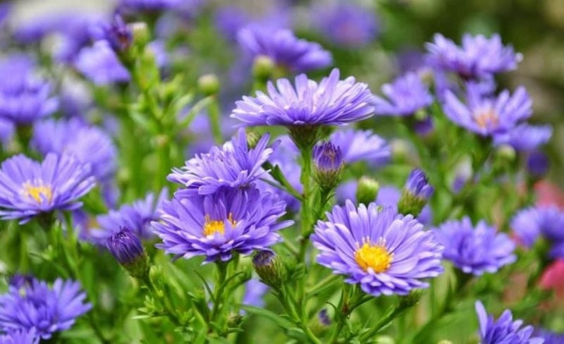 3 con giap troi xanh uu ai, kiem bon tien trong nam 2024-Hinh-2