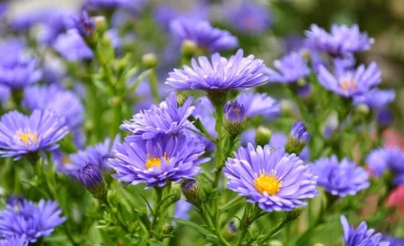 3 con giap troi xanh uu ai, kiem bon tien trong nam 2024-Hinh-2