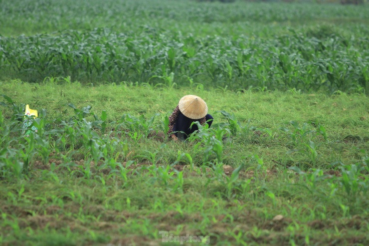 Những ngày này, người dân ở vựa hành tăm tại huyện Nghi Lộc (tỉnh Nghệ An) lại hối hả ra đồng thu hoạch củ để bán cho các thương lái. Thời điểm hiện tại, hành củ đang được các thương lái đến tận ruộng thu mua với giá cao gấp 3 lần so với ngày thường.