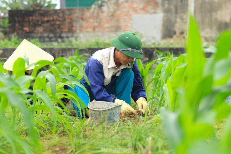 Ông Trần Nguyên Hòa - Trưởng phòng Nông nghiệp huyện Nghi Lộc, cho biết, hành tăm hiện đang là cây trồng chủ lực, mang lại thu nhập ổn định cho người dân ở một số địa phương trên địa bàn huyện. Thời gian qua, chính quyền địa phương đã hỗ trợ người dân xây dựng thương hiệu hành tăm theo tiêu chuẩn VietGap để tăng năng suất và giá trị cho cây hành tăm.
