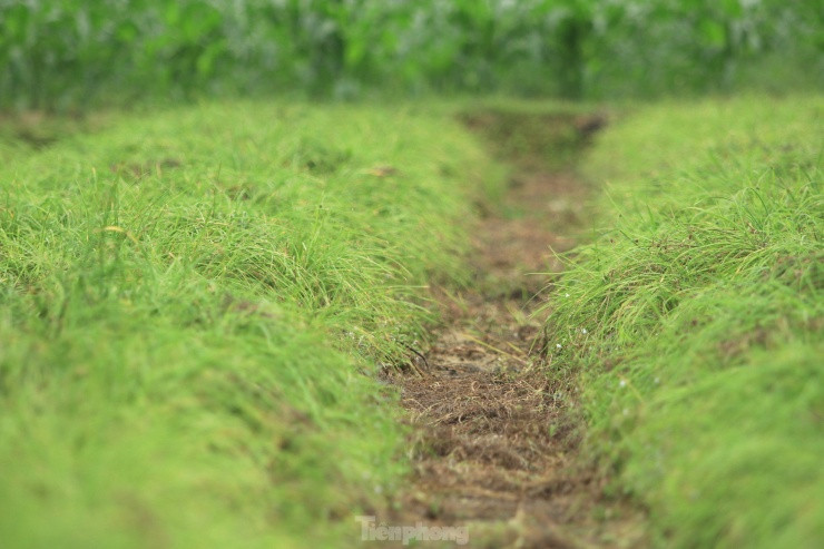 Tại xã Nghi Thuận (huyện Nghi Lộc, tỉnh Nghệ An), hành tăm được người dân trồng thành từng ruộng lớn. Thông thường, bắt đầu từ khoảng tháng 7 hằng năm, người dân bắt đầu xuống ruộng trồng hành. Đến tháng 2, tháng 3 năm sau, khi hành đã chín, cho nhiều củ, người dân sẽ bắt đầu thu hoạch.