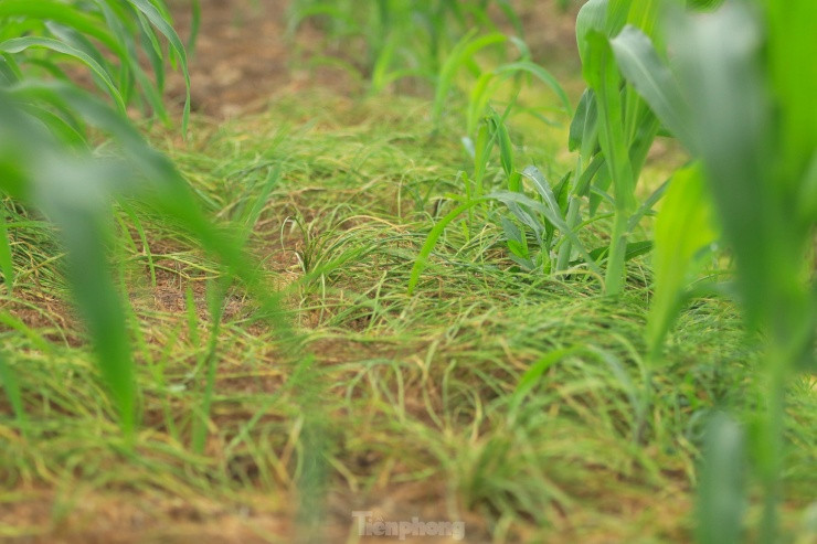 Không chỉ trồng thành từng ruộng lớn riêng, nhiều người dân ở xã Nghi Thuận còn trồng hành xen lẫn với ngô. Khi ngô lớn, hành tăm cũng đã được thu hoạch bán. Hành tăm ở đây có chất lượng khác hẳn so với những nơi khác, củ hành to tròn, nhiều tinh dầu và rất thơm nên được khách ưa chuộng.