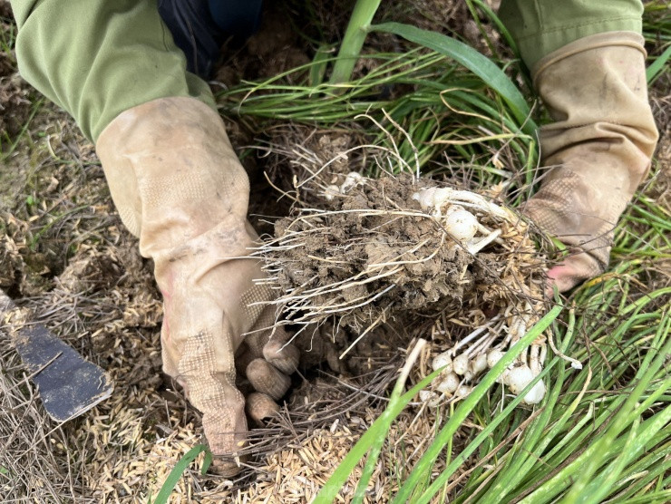 Khi thu hoạch, người dân phải dùng thủ công để nhổ từng bụi hành rồi nhặt từng củ ở dưới đất lên, tránh bị sót.