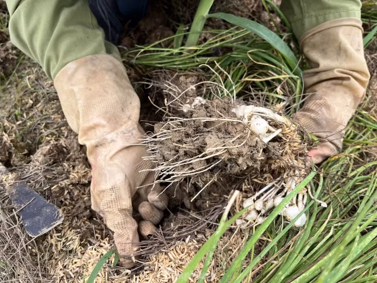 Khi thu hoạch, người dân phải dùng thủ công để nhổ từng bụi hành rồi nhặt từng củ ở dưới đất lên, tránh bị sót.