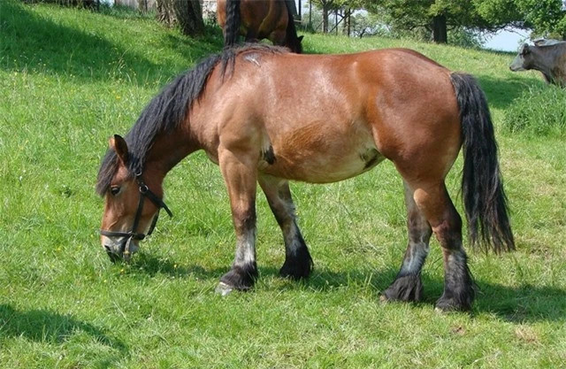 Ly do sau xa khien ngua luon dung khi ngu-Hinh-4