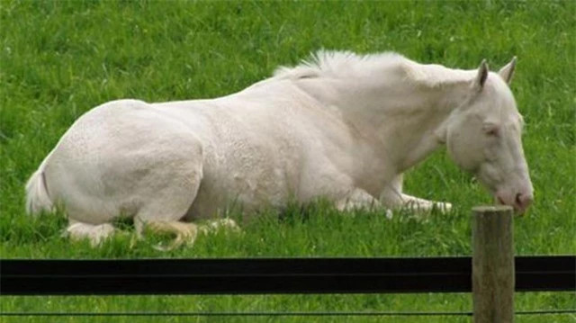 Ly do sau xa khien ngua luon dung khi ngu-Hinh-5