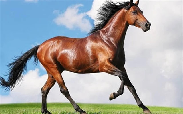 Ly do sau xa khien ngua luon dung khi ngu